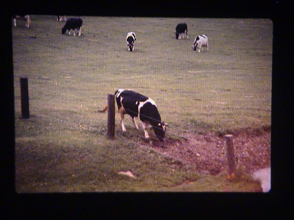Dairy herd at Dean Creek Farm
