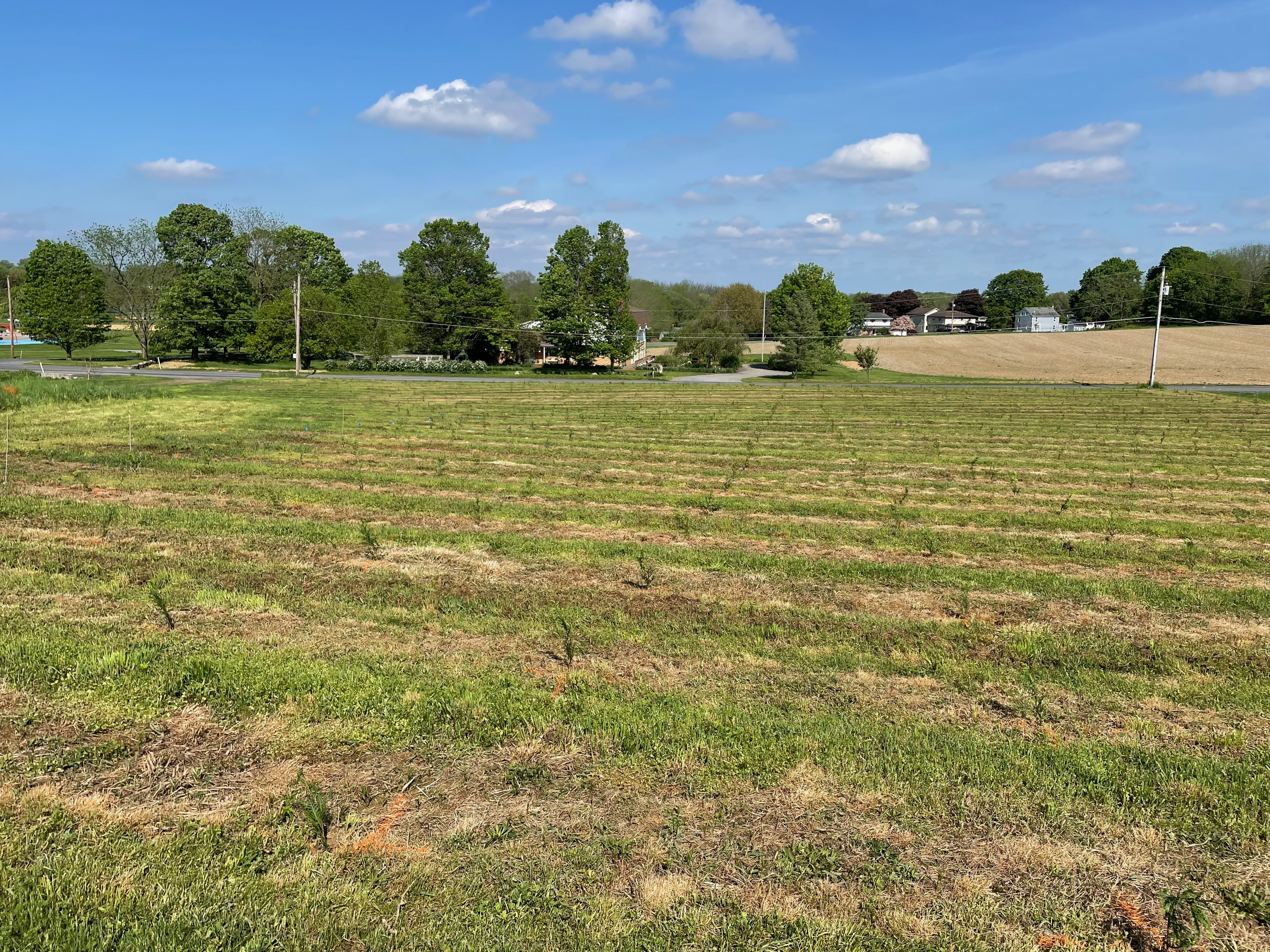 Dean Creek Farm arborvitae