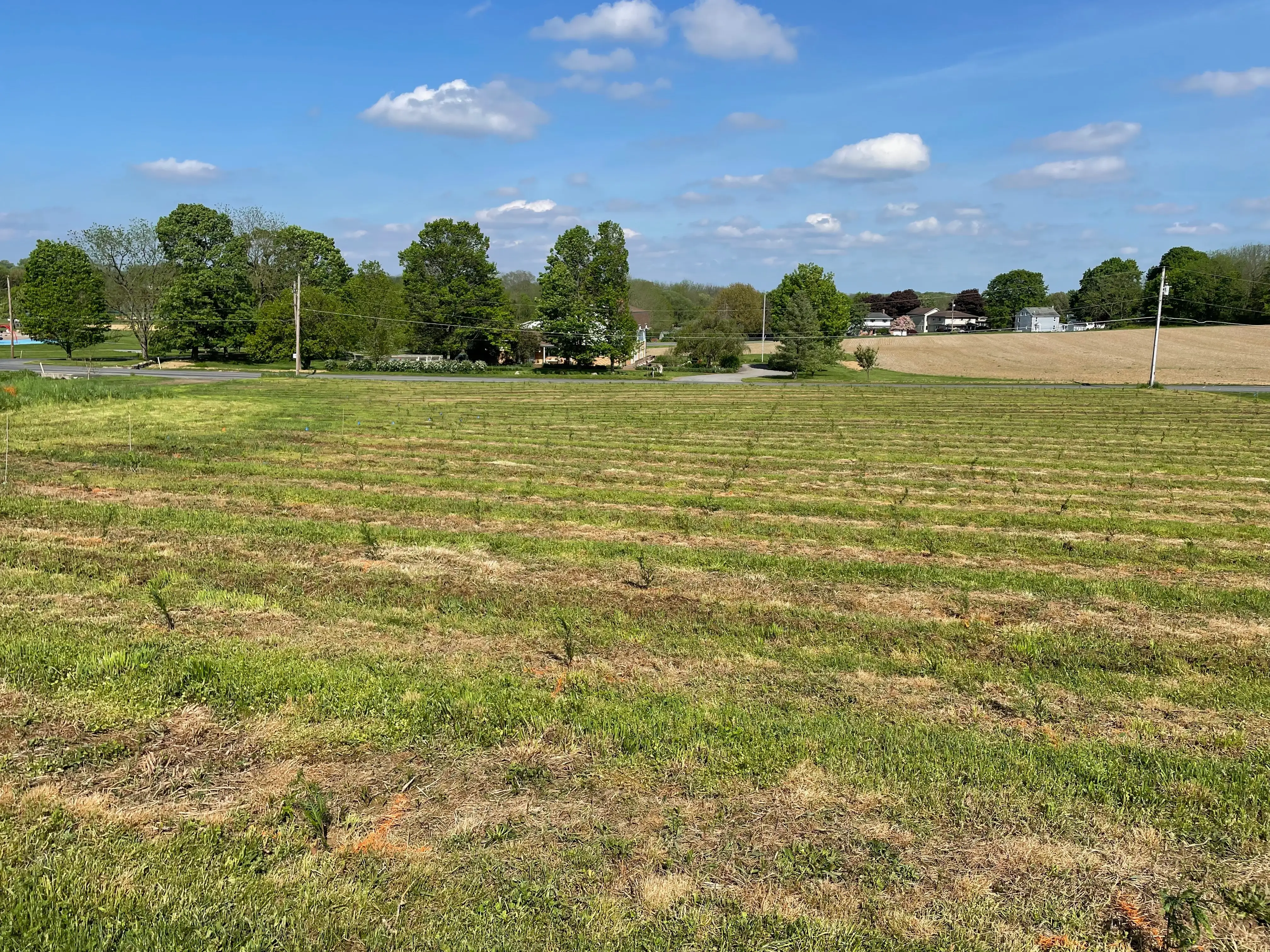 Dean Creek Farm arborvitae