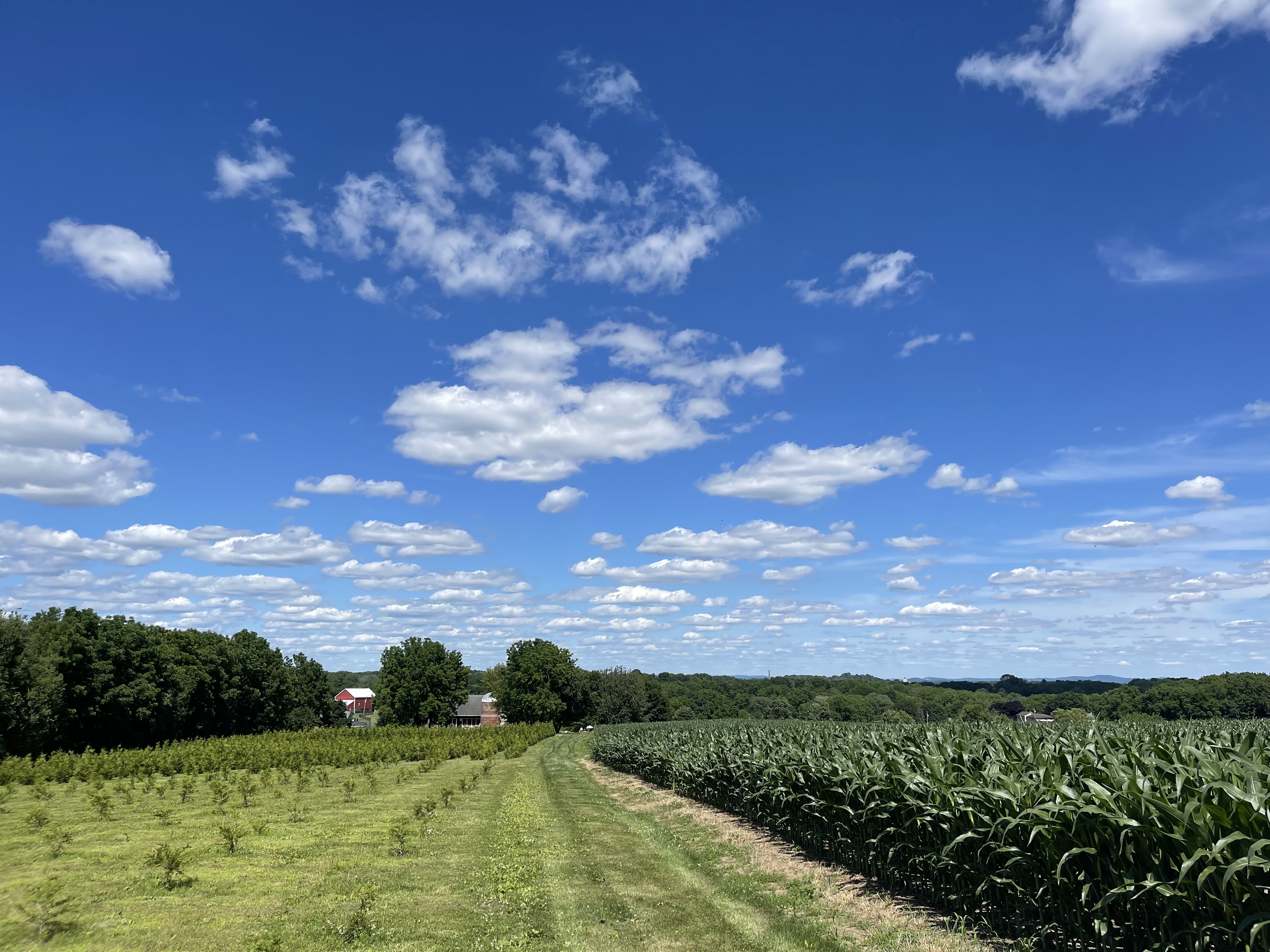 Dean Creek Farm arborvitae trees