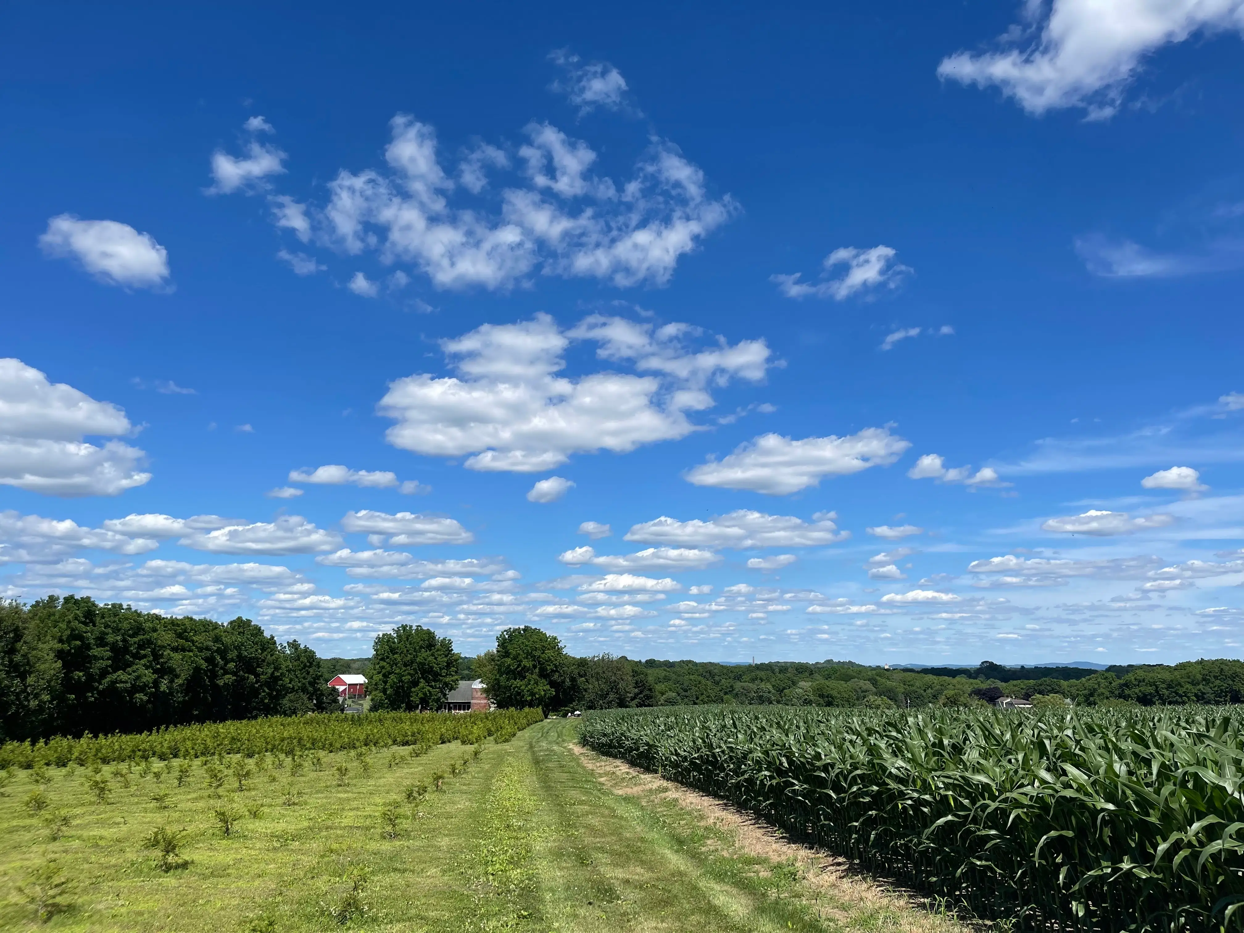 Dean Creek Farm arborvitae trees