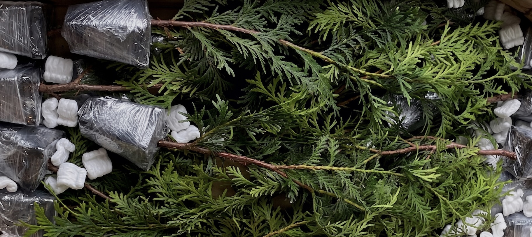 Dean Creek Farm arborvitae nursery, Coplay, Pennsylvania