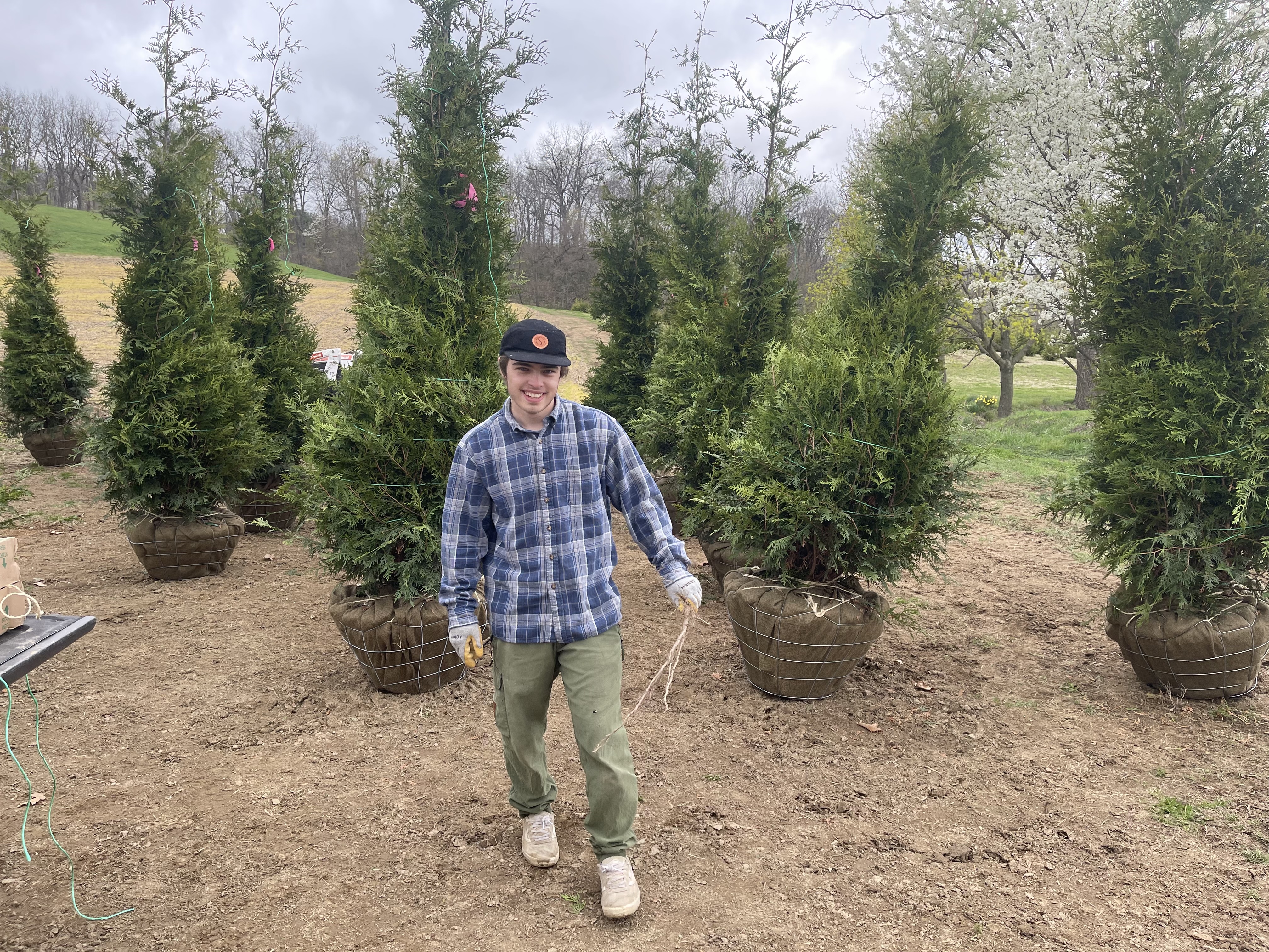 Tree wrapping at Dean Creek Farm