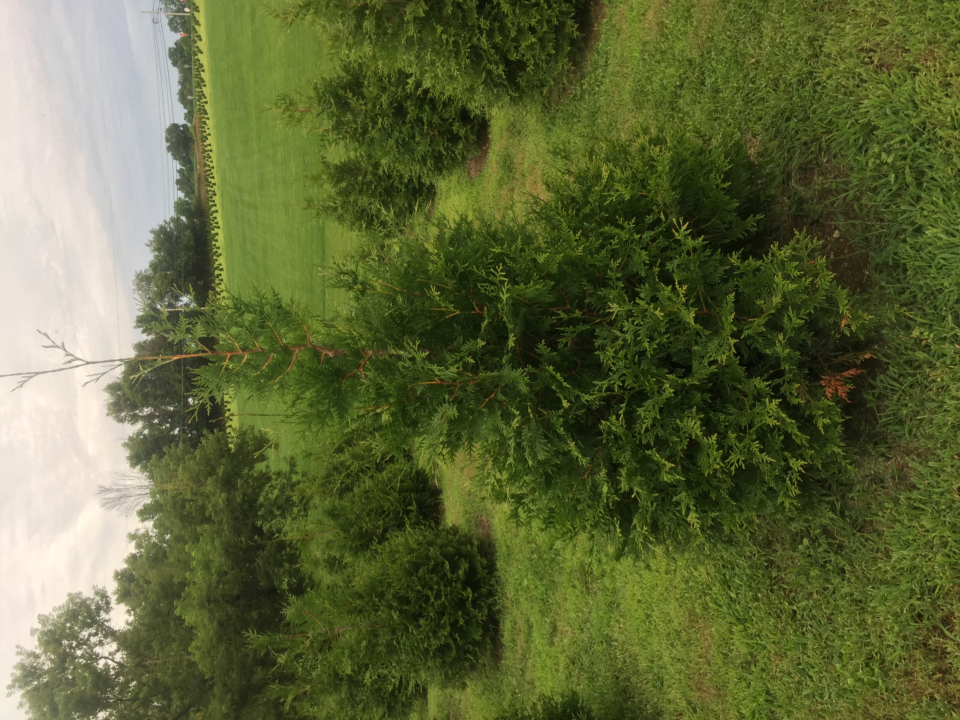 Dean Creek Farm arborvitae trees