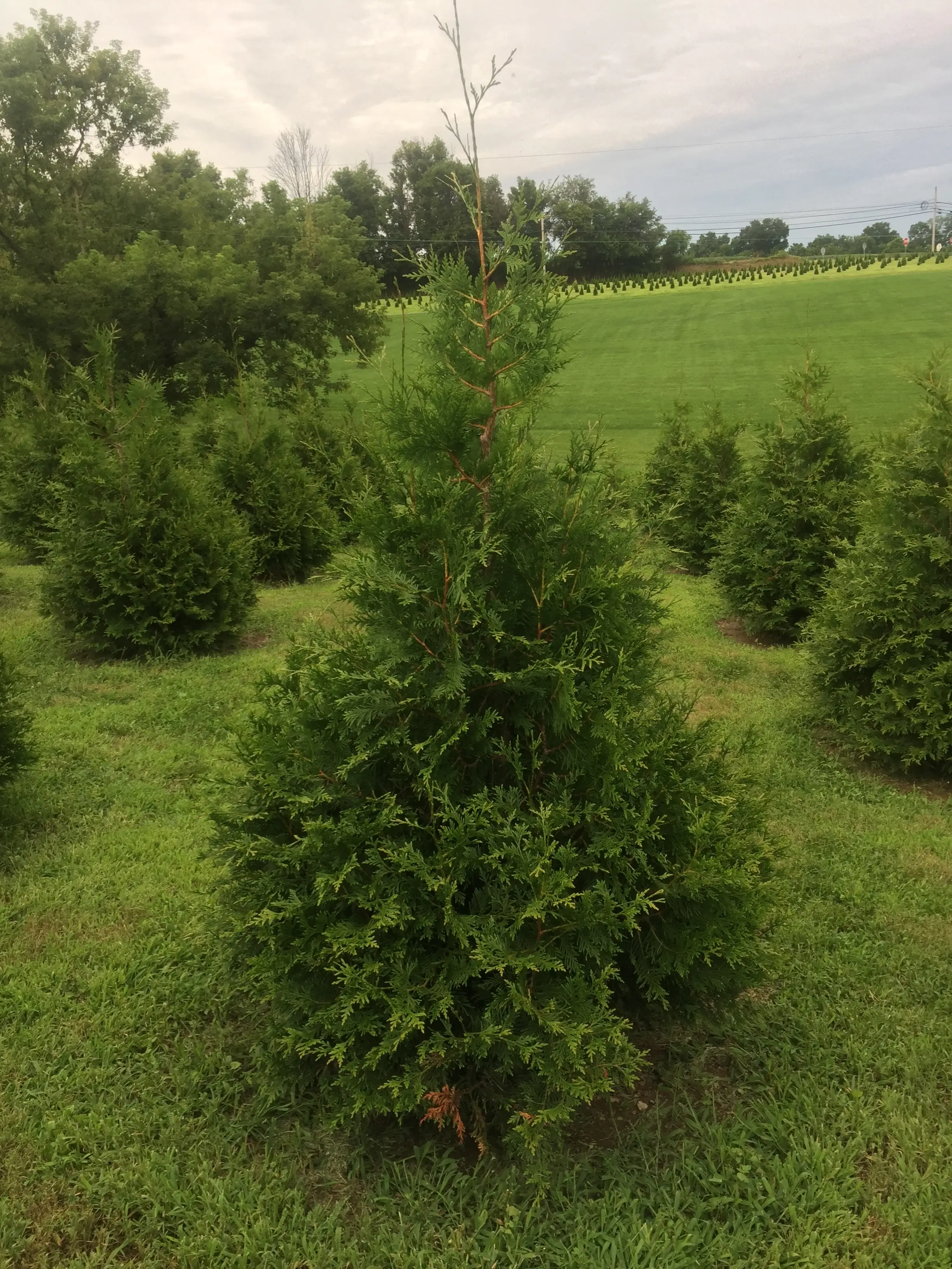Dean Creek Farm arborvitae trees