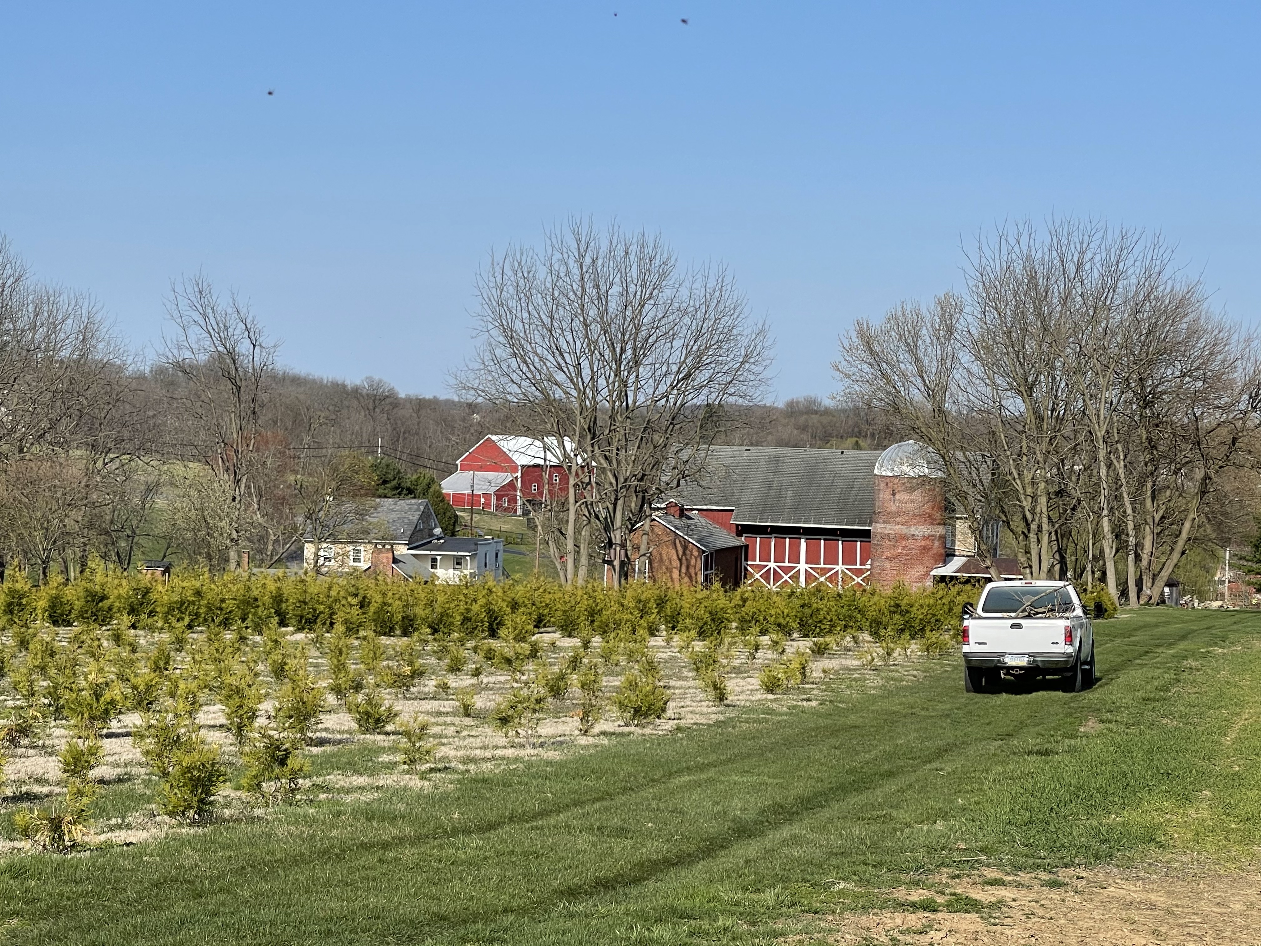 Dean Creek Farm arborvitae, Coplay, Pennsylvania