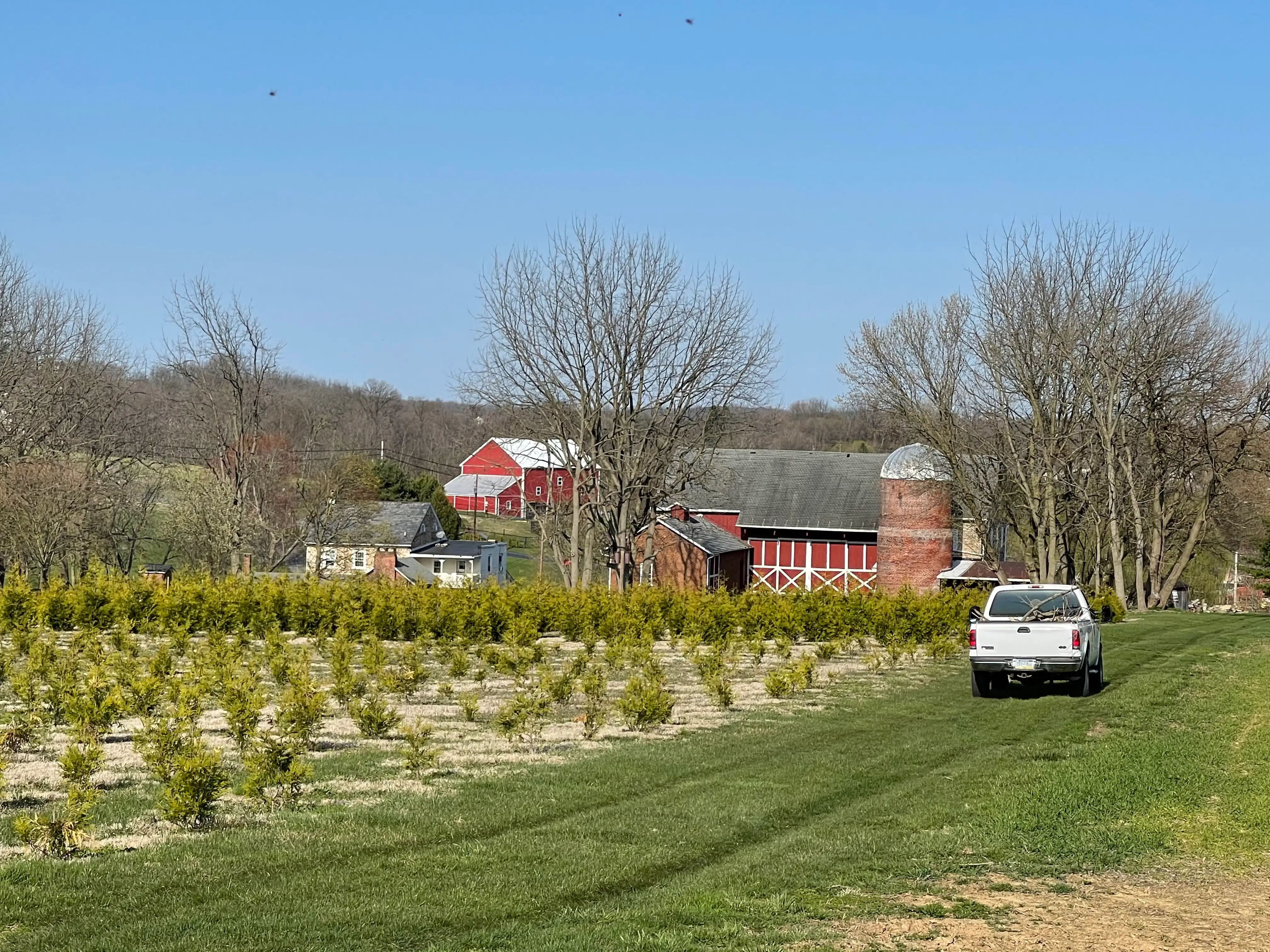 Dean Creek Farm arborvitae, Coplay, Pennsylvania